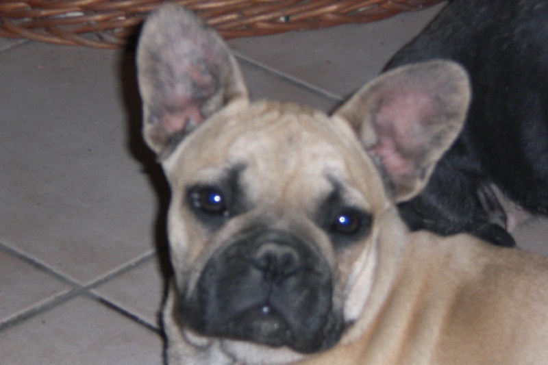 Cachou de la Marquise de Rascagnac