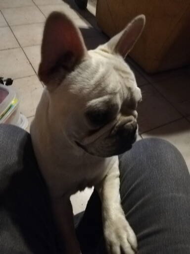 Naomie dite nala Nymphea de saint venceslas