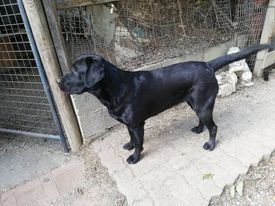 Pepita Des terres Vertes