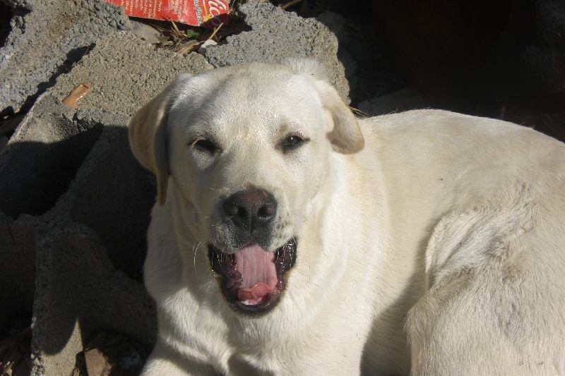 Cayenne