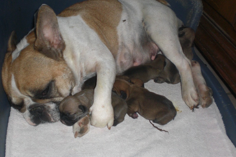 les bébés de Dalie et Cachou
