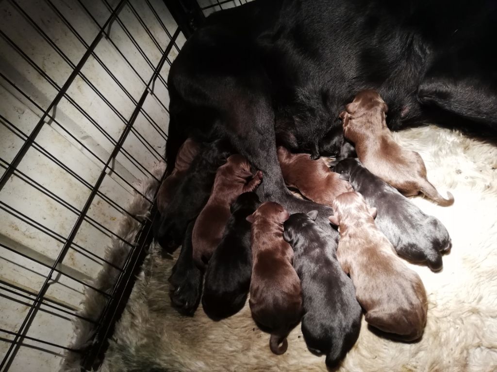Des terres Vertes - Labrador Retriever - Portée née le 04/12/2018